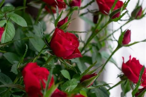 Mimpi bunga mawar menurut islam com - Mimpi yang dianggap sebagai kembang tidur ternyata mempunyai beragam tafsir dan arti lho sobat